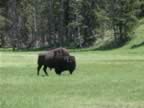 Bison enjoyning their time (8).jpg (110kb)
